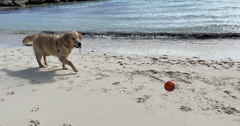Icon of the Seas' Chief Dog Officer Rover plays in CocoCay's Chill Island Beach(Photo: Jorge Oliver)