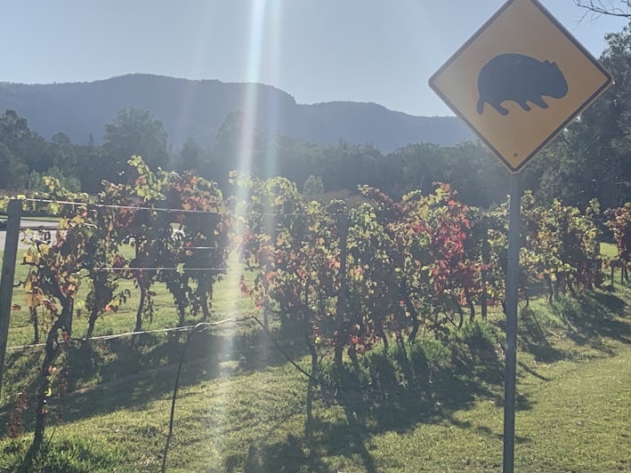 Hunter Valley Wine Region bathed in sunlight with a wombat sign