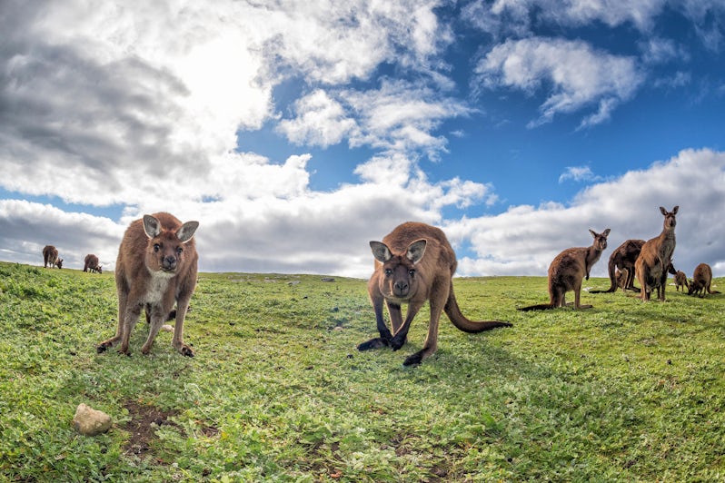 Kangaroo Island, South Australia (Photo: Andrea Izzotti/Shutterstock)