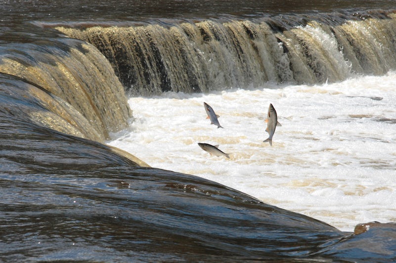 Salmon fishing in Alaska (Shutterstock)