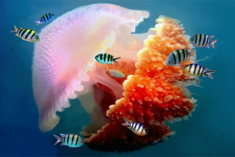 Colourful marine life in the Great Barrier Reef