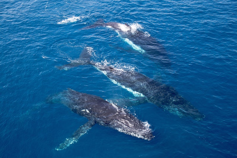 Humpback Whales Migrating (Photo: robert mcgillivray/Shutterstock)