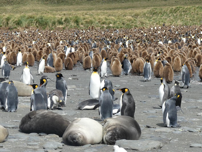 Seals and penguins on South Georgia Island on an Antarctica cruise with Lindblad Expeditions (Photo: Ming Tappin)