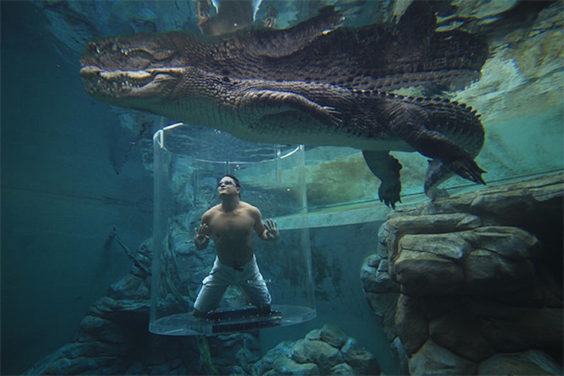 A man in a tun in a crocodile enclosure