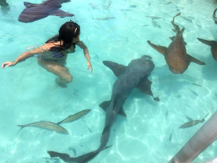 Woman swimming with several nurse sharks in the crystal blue water in Nassau