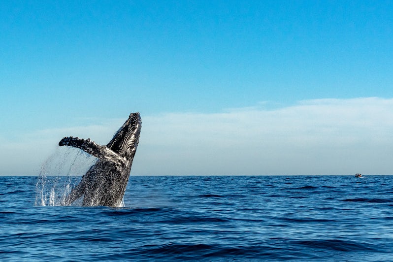Whale Watching in Hawaii (Photo: Andrea Izzotti/Shutterstock)