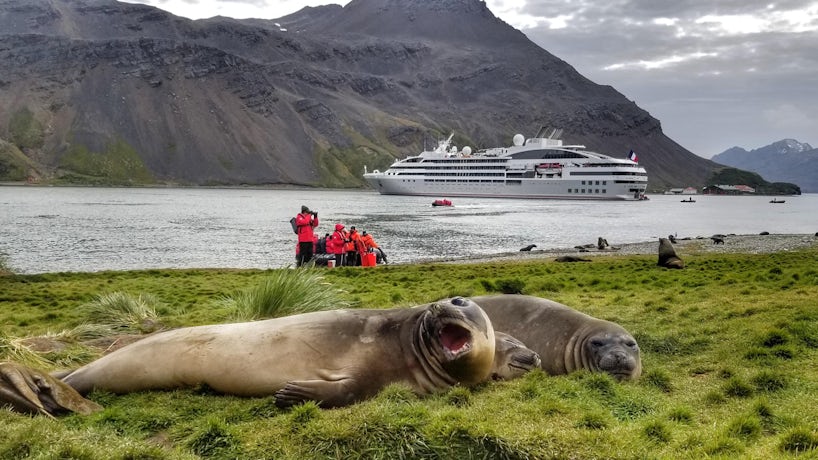 Three tubby seals laying in the grass in Antartica, with cruise ship and cruise passengers in the background