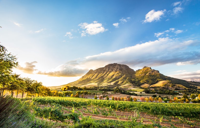 Wine Region Near Stellenbosch Looking at Simonsberg in South Africa (Photo: ModernNomad/Shutterstock)