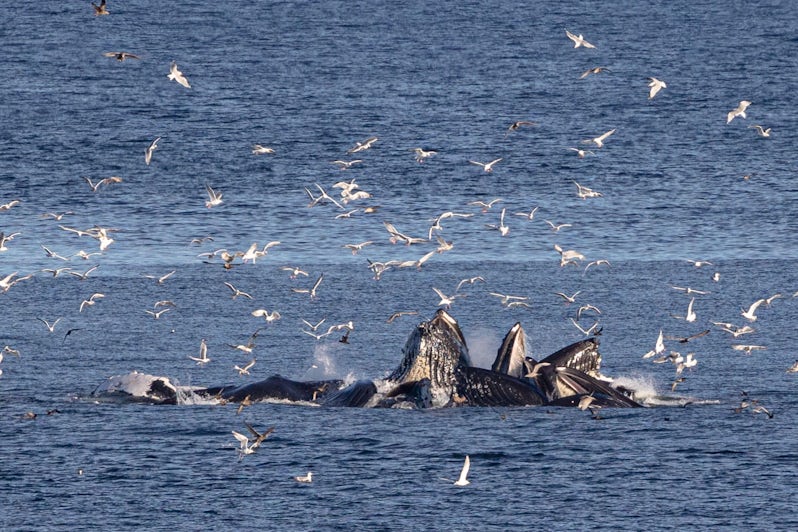 Humpback whales bubble-net feed in waters off the coast of southeast Alaska. (Photo: Jeremy Fratkin)