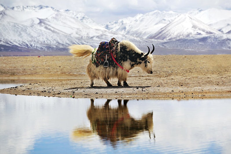Yak in front of snow covered mountains and lake in Tibet