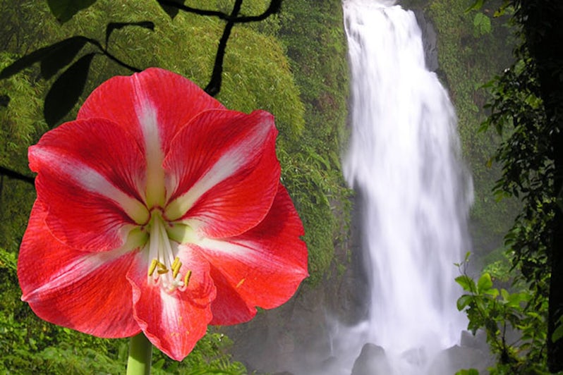 The Trafalgar waterfall of the caribbean island Dominica and amaryllis flower