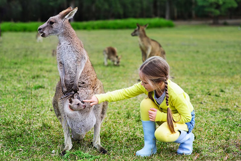  Little girl playing with Kangaroo at zoo