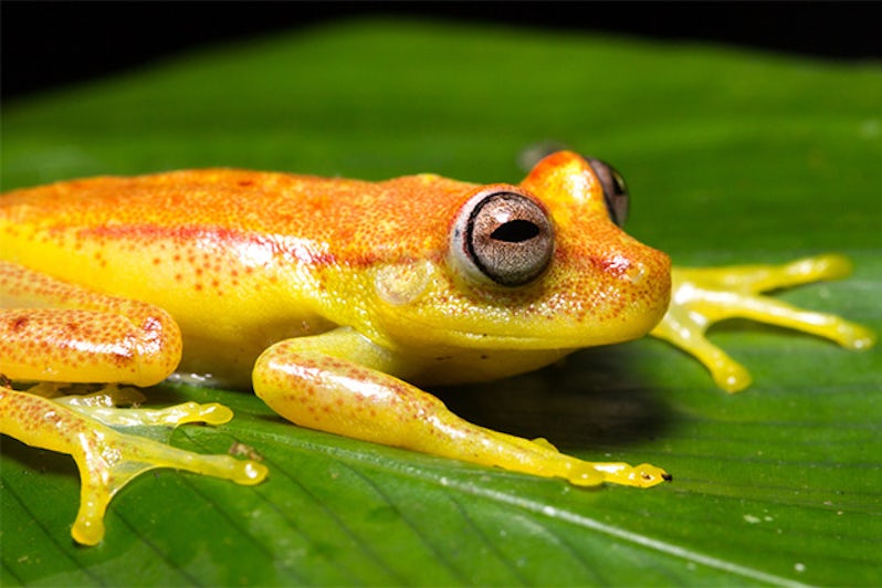 Amazon frog
