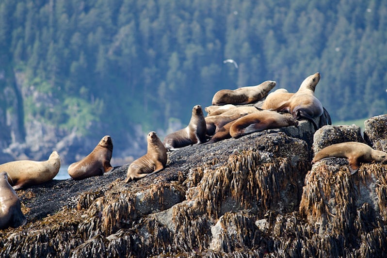 Sea lions resting on a rock in Kenai Fjords National Park