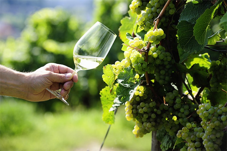 Glass of white Wine (Riesling) and riesling grapes in a vineyard