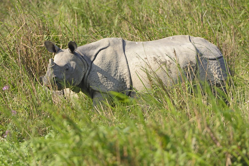 Indian Rhino in the Grasslands of Kaziranga National Park in India