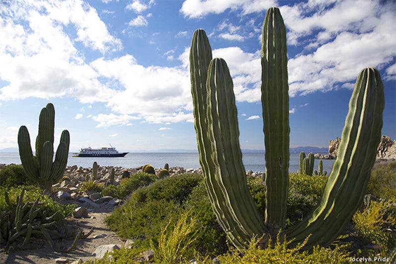 Shot of Sea of Cortez cacti and landscape with Safari Endeavour in background