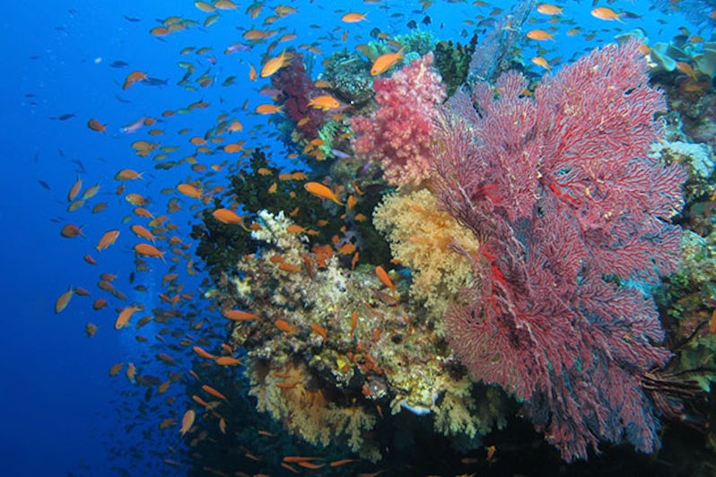 Fiji coral reef