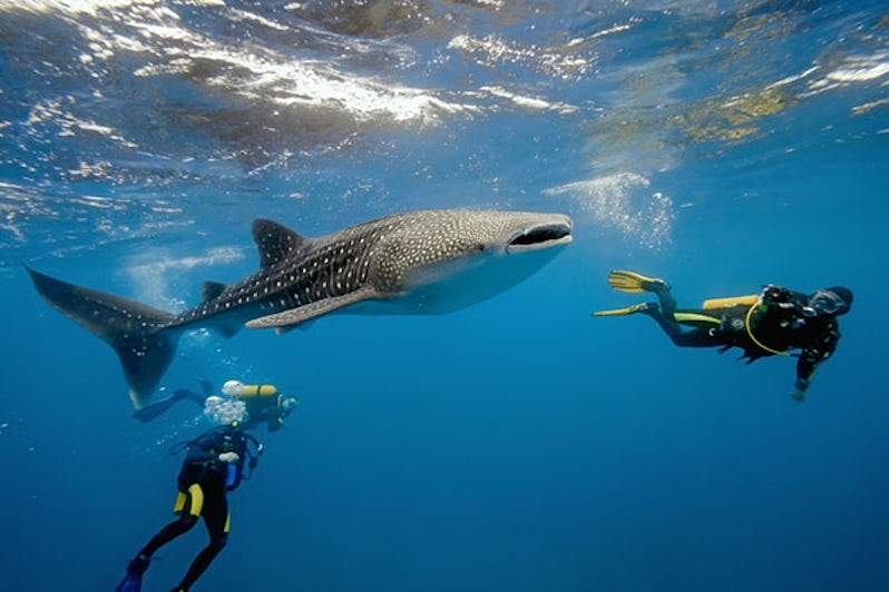 scuba diving with a whale shark