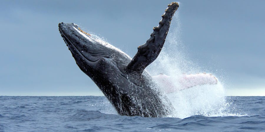 Humpback Whale Breaching in Tonga Waters (Photo: Tomas Kotouc/Shutterstock) Humpback Whale Breaching in Tonga Waters (Photo: Tomas Kotouc/Shutterstock)