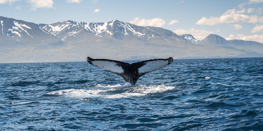Iceland's Husavik (Photo: Shutterstock) Iceland's Husavik (Photo: Shutterstock)