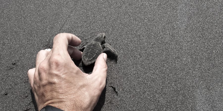 Releasing a baby turtle into the wild (Photo: Javier Garcia/Shutterstock) Releasing a baby turtle into the wild (Photo: Javier Garcia/Shutterstock)