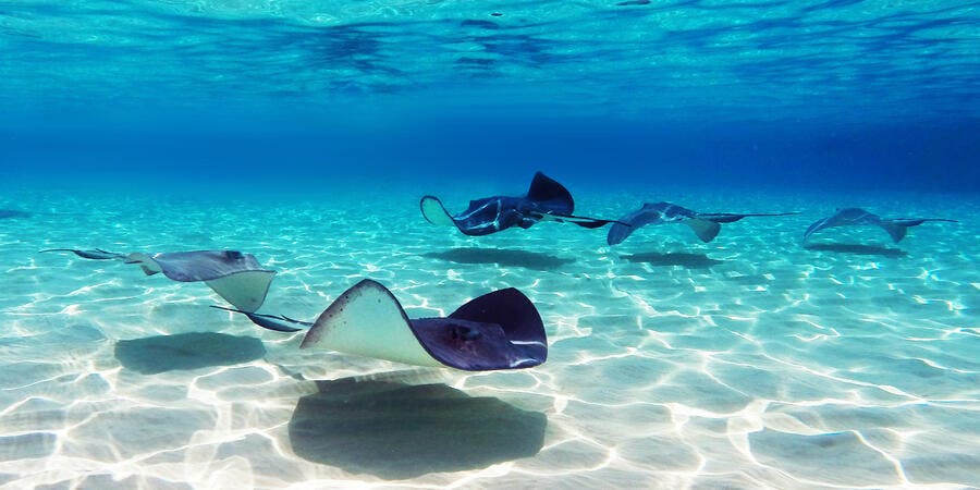 Stingrays at Stingray City in Grand Cayman Islands (Photo: Matt Murph/Shutterstock) Stingrays at Stingray City in Grand Cayman Islands (Photo: Matt Murph/Shutterstock)