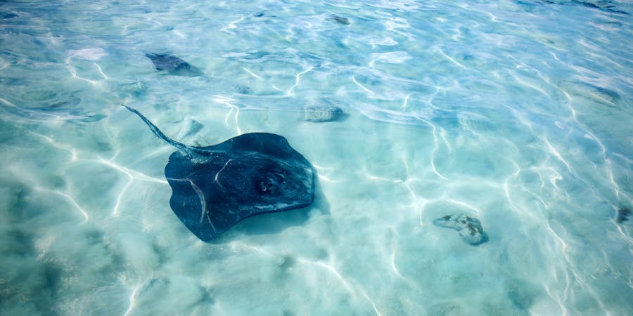 Stingray Beach Encounter on Princess Cays (Photo: Princess Cruises) Stingray Beach Encounter on Princess Cays (Photo: Princess Cruises)