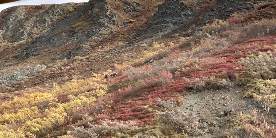 Bears in the Distance on the Denali Tundra Tour (Photo: Chris Gray Faust/Cruise Critic) Bears in the Distance on the Denali Tundra Tour (Photo: Chris Gray Faust/Cruise Critic)
