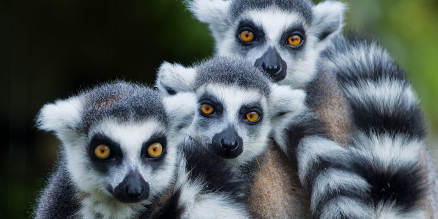 Madagascar offers some amazing wildlife encounters Madagascar offers some amazing wildlife encounters