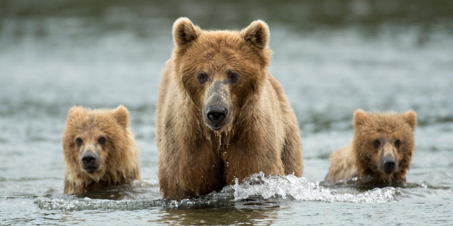 Brown bears at Katmai National Park in Alaska (Photo: Tony Campbell/Shutterstock.com) Brown bears at Katmai National Park in Alaska (Photo: Tony Campbell/Shutterstock.com)