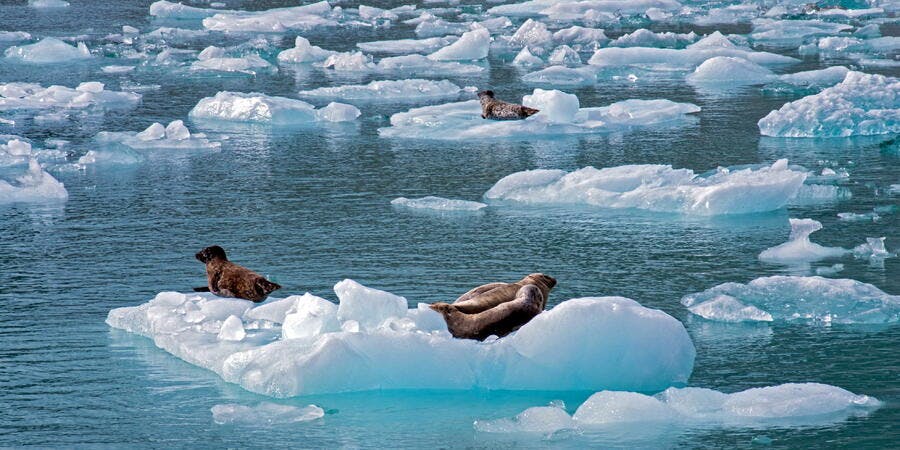 Sea lions in Tracy Arm Fjord (Photo: Tiger Cruiser Too/Cruise Critic member) Sea lions in Tracy Arm Fjord (Photo: Tiger Cruiser Too/Cruise Critic member)