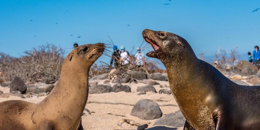 2020 Galapagos Expedition with Metropolitan Touring (Photo: Metropolitan Touring) 2020 Galapagos Expedition with Metropolitan Touring (Photo: Metropolitan Touring)