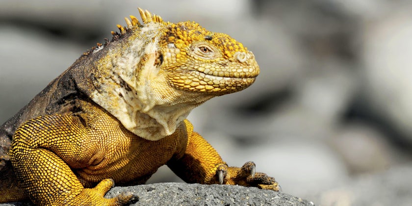 Close-up shot of a yellow Iguana sunbathing on a rock in the Galapagos (Photo: Adventures by Disney)