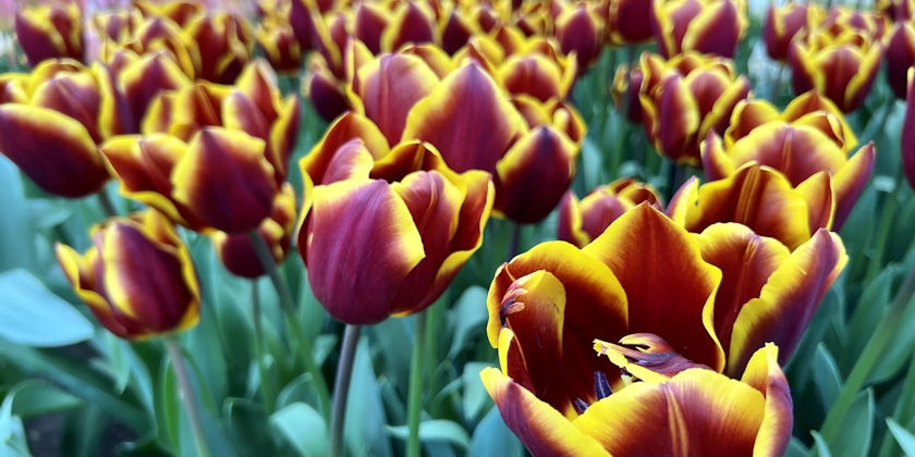 Dutch tulips in bloom in Keukenhof Gardens (Photo: Jorge Oliver)