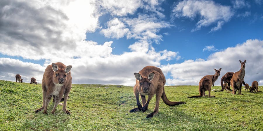 Kangaroo Island, South Australia (Photo: Andrea Izzotti/Shutterstock) Kangaroo Island, South Australia (Photo: Andrea Izzotti/Shutterstock)
