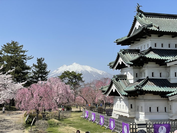 Sakuras in bloom at Hirosaki Castle, Aomori