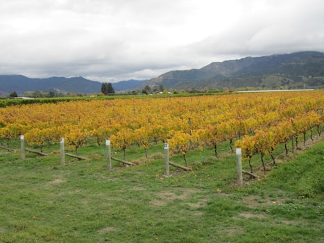 Marlborough NZ Vineyards on tour from Picton