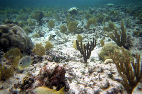 Deadmans Reef - Paradise Cove snorkeling