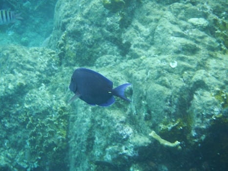 Norman Island cave snorkel, Tortola