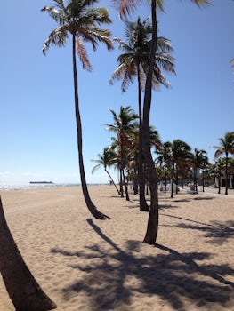 Palm tree line Fort Lauderdale Beach