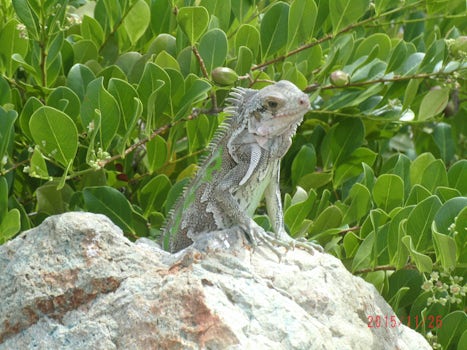 Iguanas line the seawall in St. Thomas
