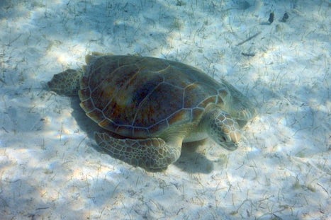 turtle at Half Moon Cay