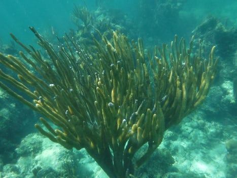 coolest coral snorkeling in Roatan