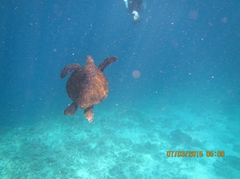 snorkeling with baby turtle.