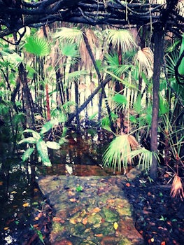 Belize Jungle