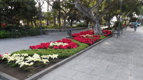 beautiful Poinsettias in Las Palmas park