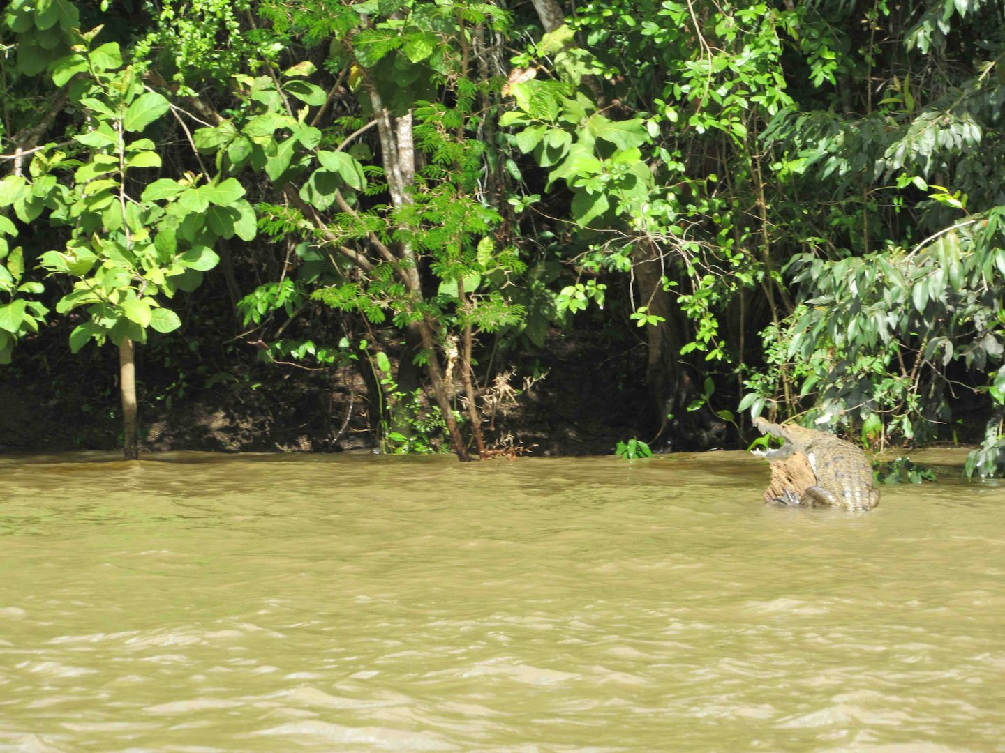 Crocodile on the River Wallace in Belize. We were on our way up river to meet the bus to take us to Altun Ha site.