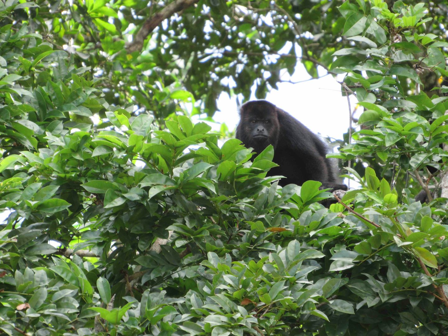 Spotted a howler monkey in the trees above our river boat in Belize on the way to Altun Ha.