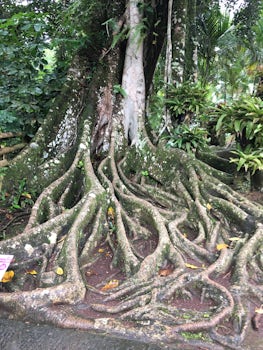 Tree in the botanical garden, Martinique